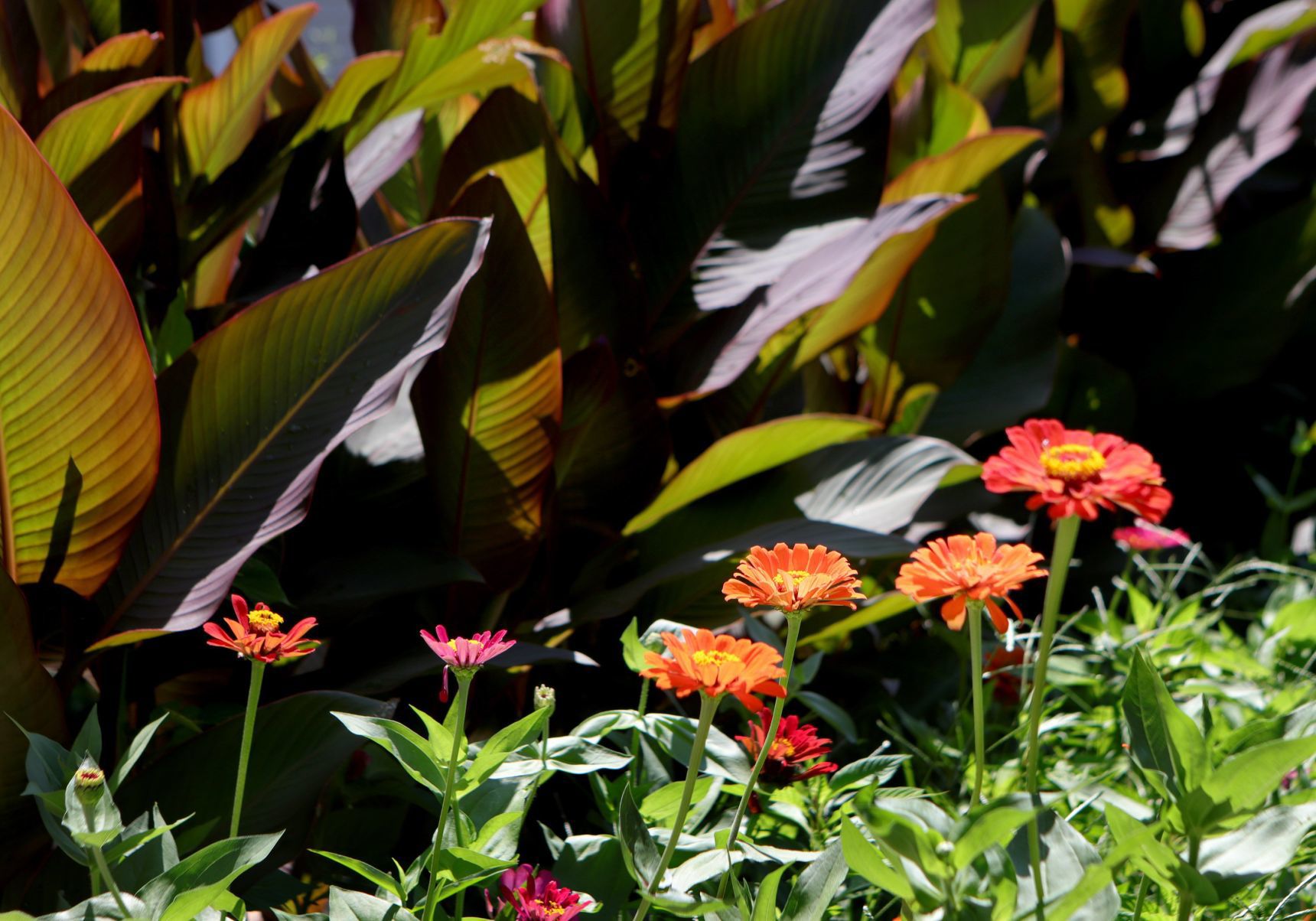 At Home in Webster Groves garden